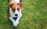 Husraadogdyr